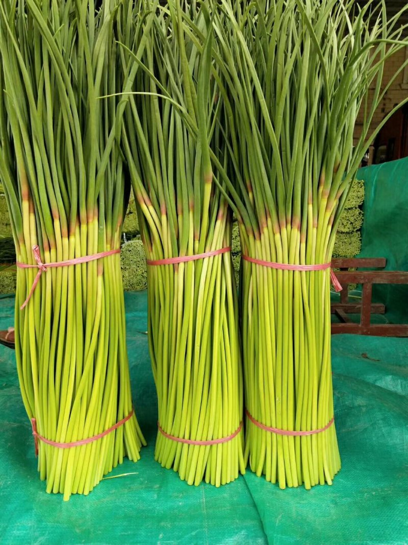 河南红帽蒜苔大量上市，产地直供，欢迎实地考察