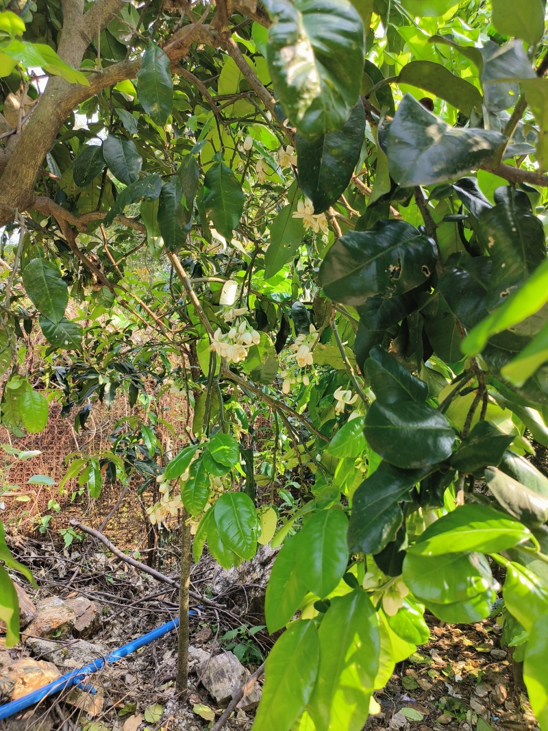 柚子树，有黄金蜜柚，白心柚，红心柚，通货处理，价格可议