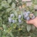 云南花香蓝莓纯甜无酸品质**