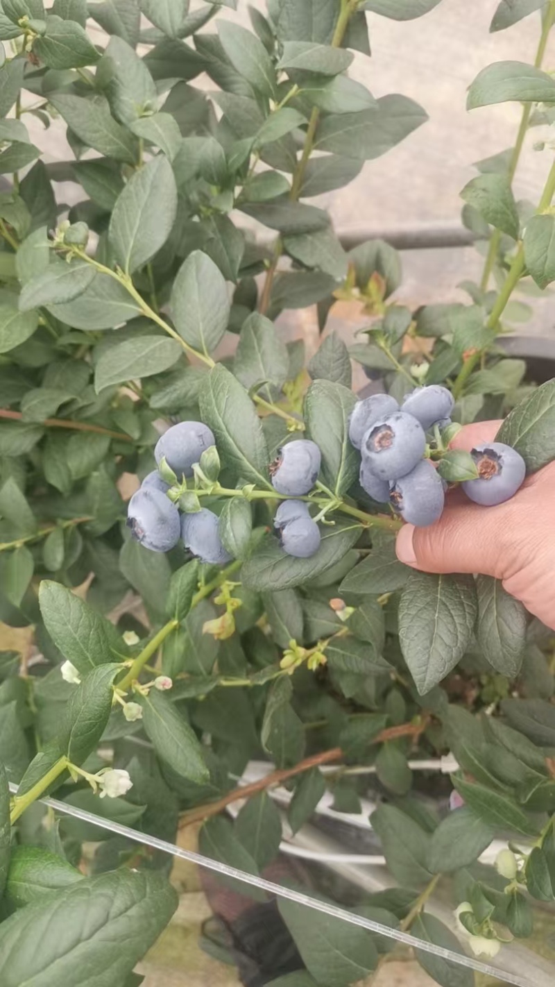 云南花香蓝莓纯甜无酸品质**