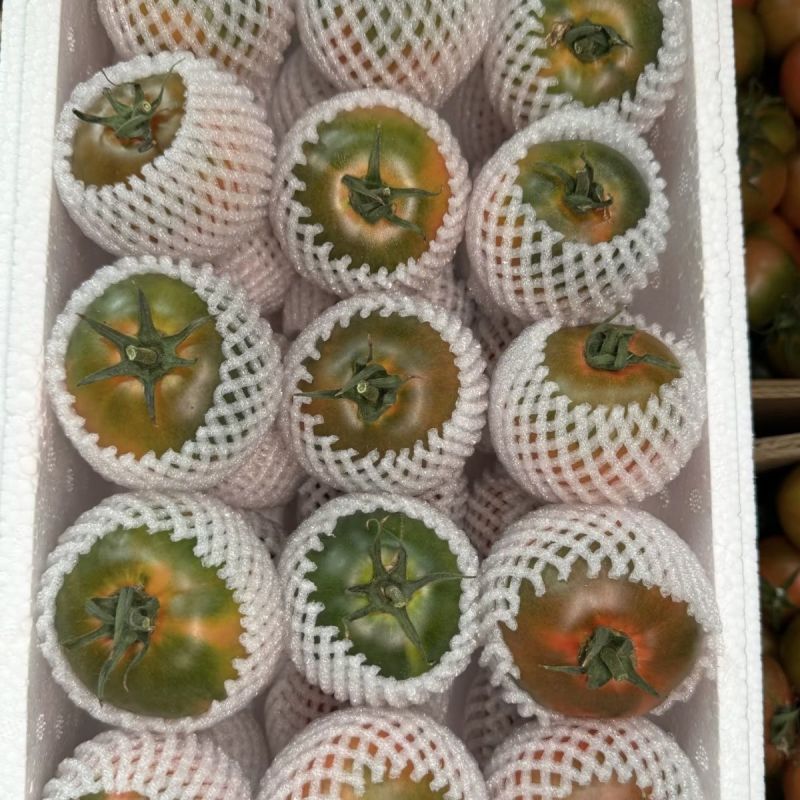 铁皮草莓柿子，又叫精彩6号，精彩8号，碱地柿子，盘锦的
