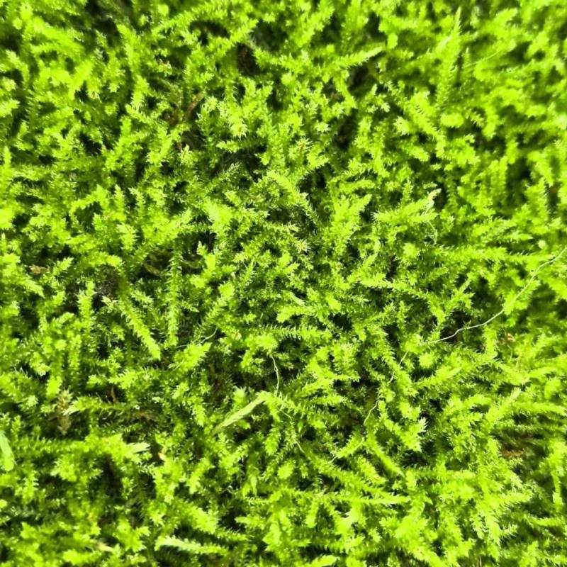 小灰苔藓