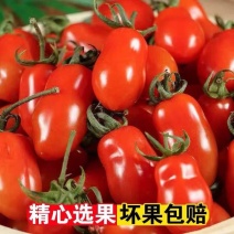 盘锦405小柿子，量大从优，发货全国各地客商，欢迎咨询选