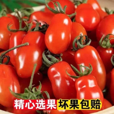盘锦405小柿子，量大从优，发货全国各地客商，欢迎咨询选