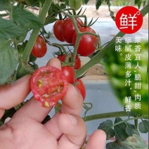 辽宁千禧圣女果，量大从优，对接全国各地客商，欢迎各大客商