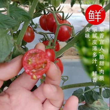 辽宁千禧圣女果，量大从优，对接全国各地客商，欢迎各大客商