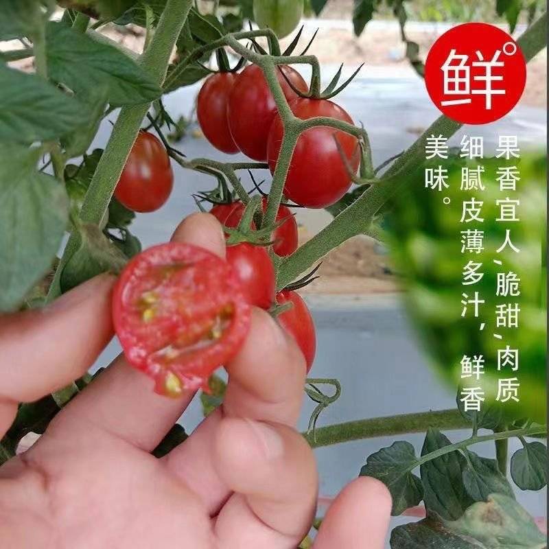 辽宁千禧圣女果，量大从优，对接全国各地客商，欢迎各大客商