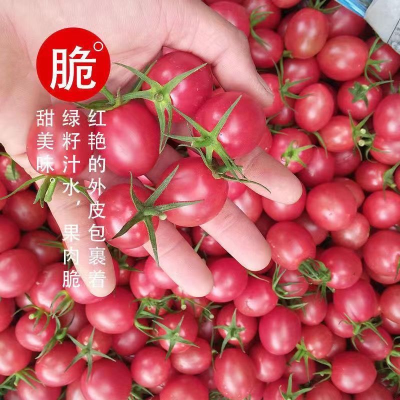 辽宁千禧圣女果，量大从优，对接全国各地客商，欢迎各大客商