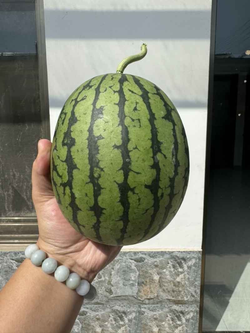 潍坊小糖丸牛奶小爆丸全美2K小西瓜保熟保甜