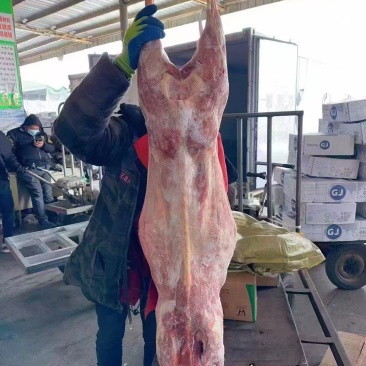 羊酮体