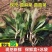 野生曲麻菜，曲曲菜，可以蘸酱菜，新鲜采摘发货全国各地客商