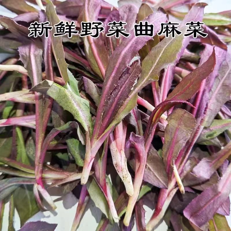 野生曲麻菜，曲曲菜，可以蘸酱菜，新鲜采摘发货全国各地客商