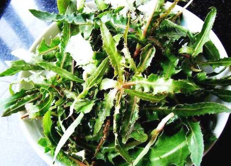 野生曲麻菜，曲曲菜，可以蘸酱菜，新鲜采摘发货全国各地客商