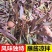 野生曲麻菜，曲曲菜，可以蘸酱菜，新鲜采摘发货全国各地客商