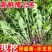 蒲公英，鲜货，新鲜采摘发货，发全国各地客商，欢迎咨询选购