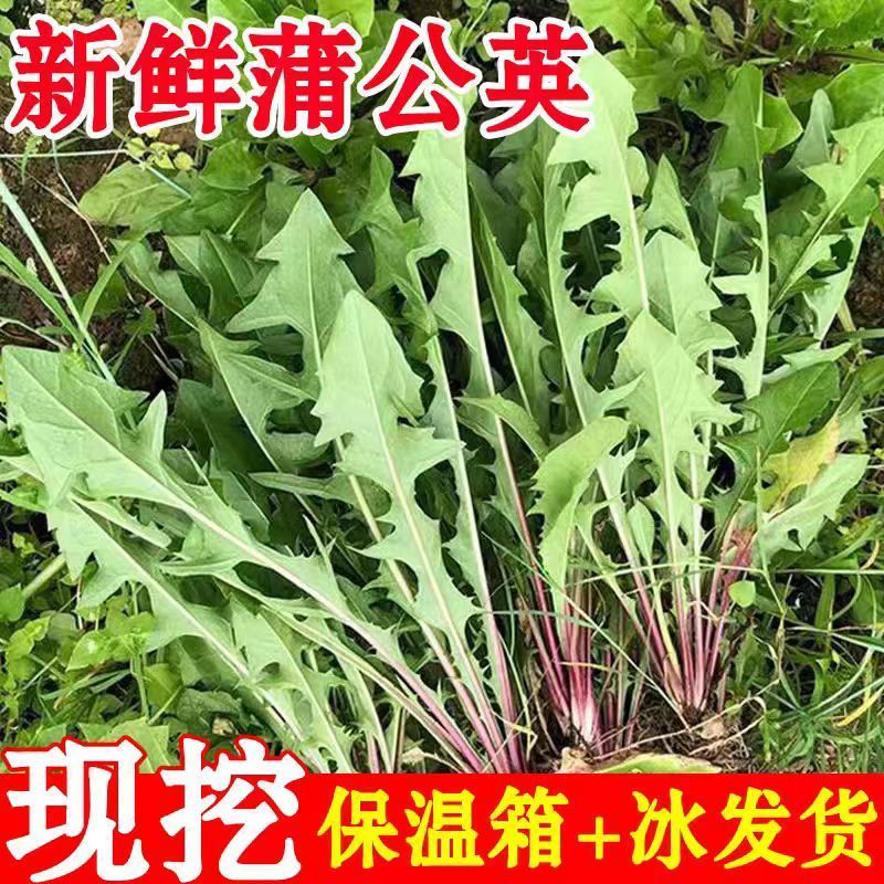 蒲公英，鲜货，新鲜采摘发货，发全国各地客商，欢迎咨询选购