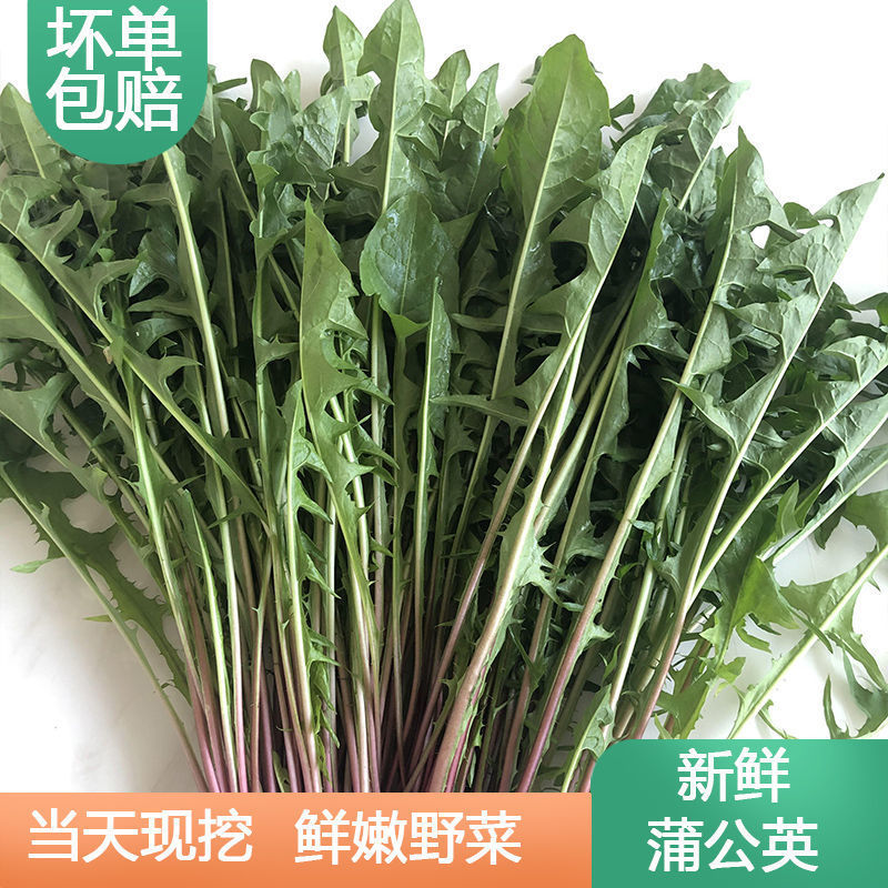 蒲公英，鲜货，新鲜采摘发货，发全国各地客商，欢迎咨询选购