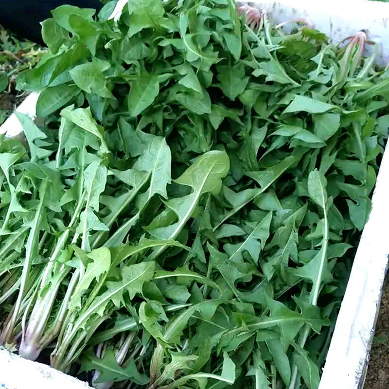 蒲公英，鲜货，新鲜采摘发货，发全国各地客商，欢迎咨询选购