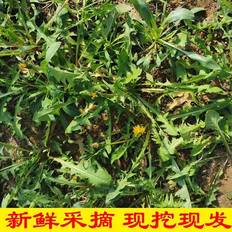 蒲公英，鲜货，新鲜采摘发货，发全国各地客商，欢迎咨询选购