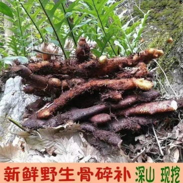 鲜鲜骨碎补深山老林YS货
