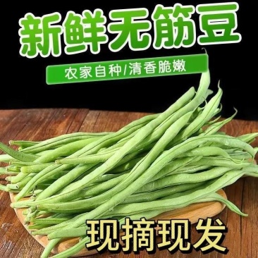 辽宁架豆王豆角，鲜货，量大从优，对接全国各地客商前来洽谈