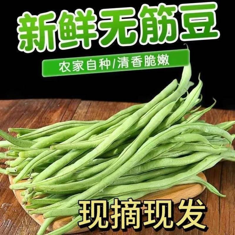 辽宁架豆王豆角，鲜货，量大从优，对接全国各地客商前来洽谈