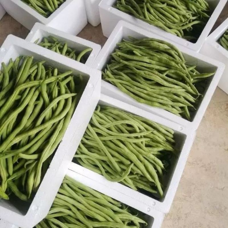 辽宁架豆王豆角，鲜货，量大从优，对接全国各地客商前来洽谈