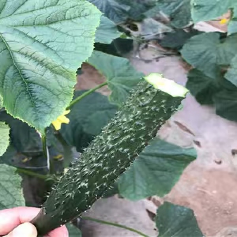 辽宁盘锦密刺黄瓜，青黄瓜，农家种植，量大从优，欢迎联系。