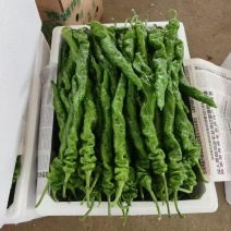 龙椒，全螺，本地有各种辣椒，尖椒，青椒，线椒，辣妹子，