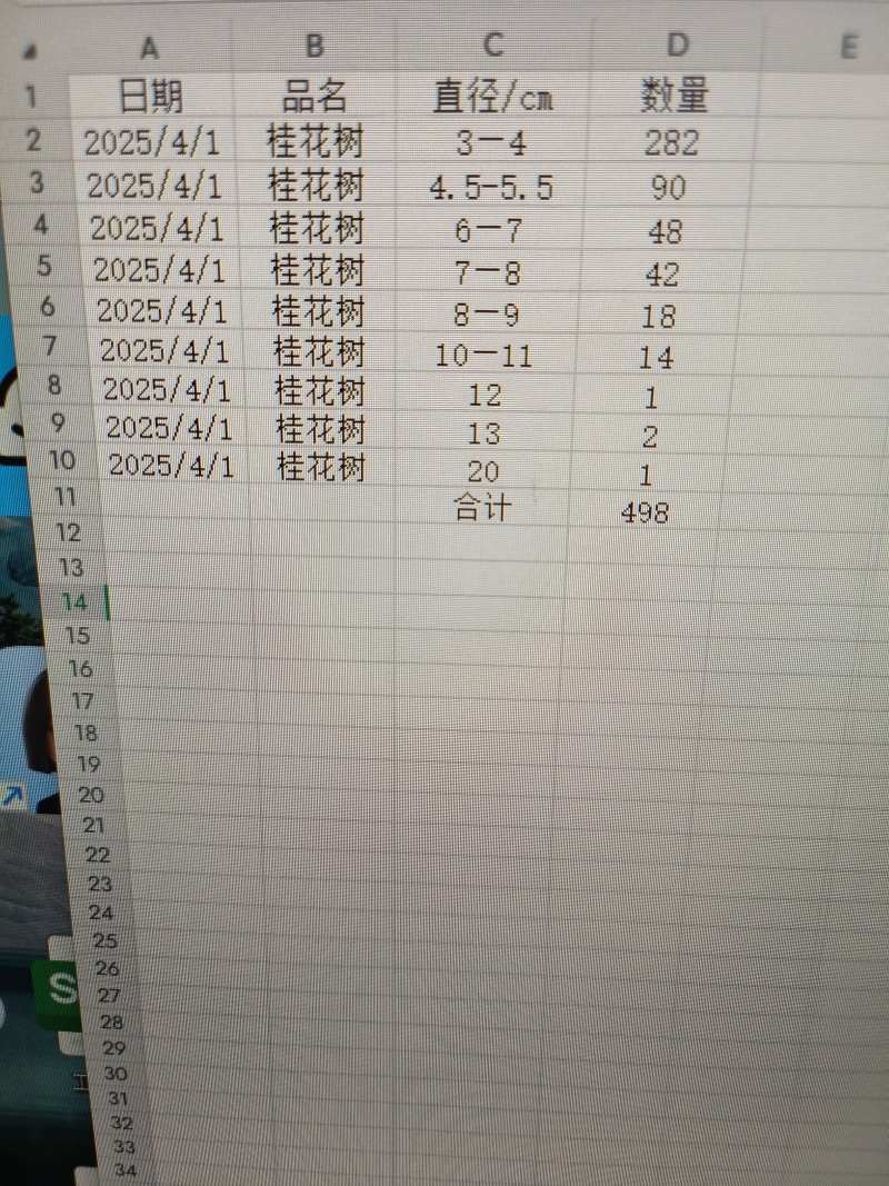 10年桂花树，大量黄金桂少量四季桂和红桂通货处理