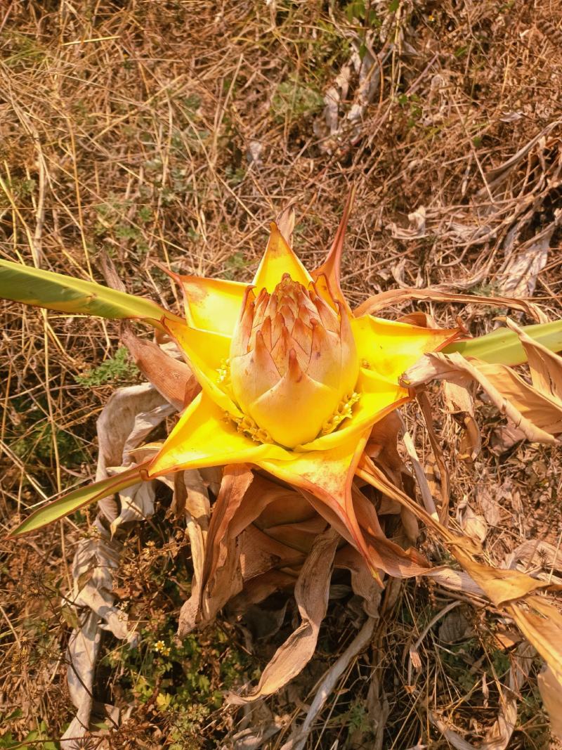 云南楚雄地涌金莲