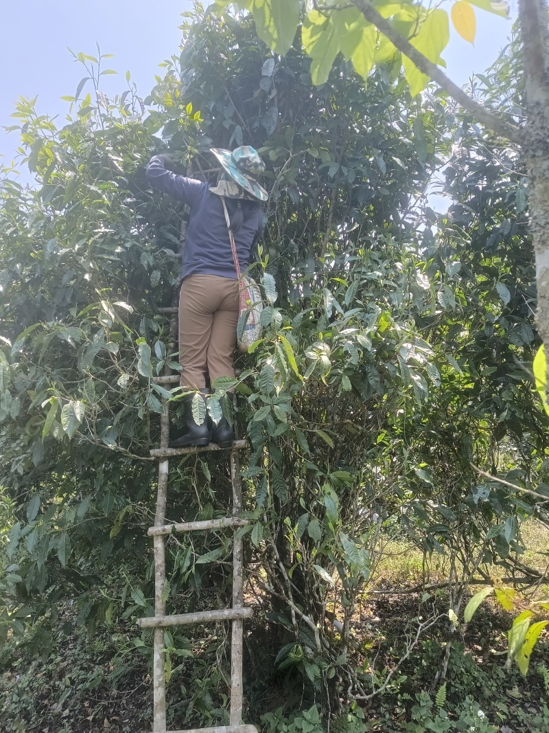 古树普洱茶