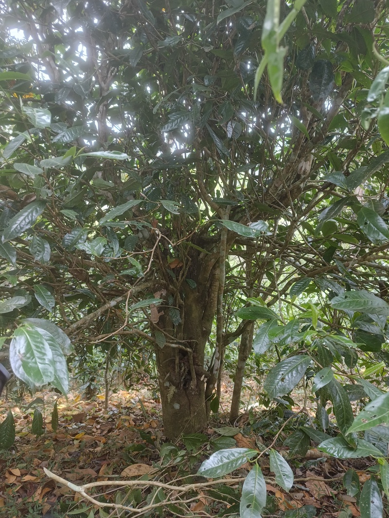 古树普洱茶