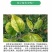 螯合铁，单质铁肥，有机铁肥，每袋5公斤，一箱四袋