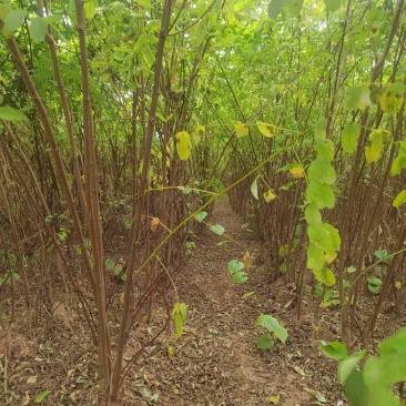 大量供应两年刺槐苗，陕西刺槐苗基地