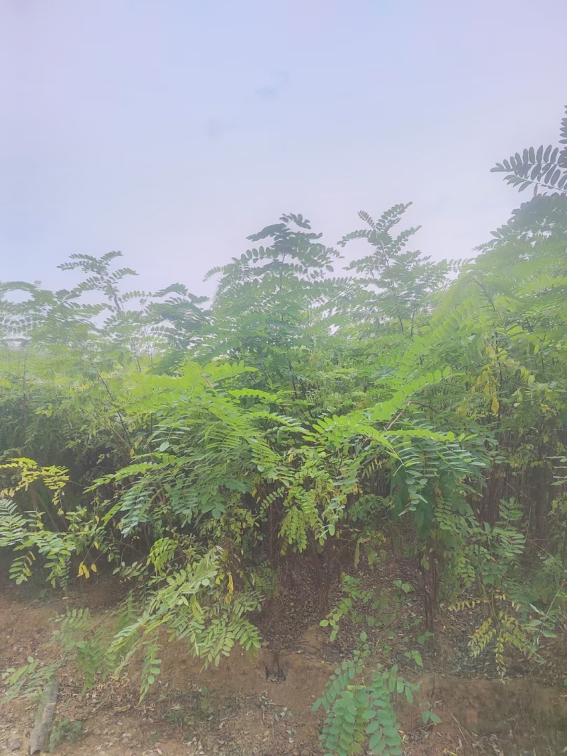 大量供应两年刺槐苗，陕西刺槐苗基地