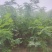 大量供应两年刺槐苗，陕西刺槐苗基地