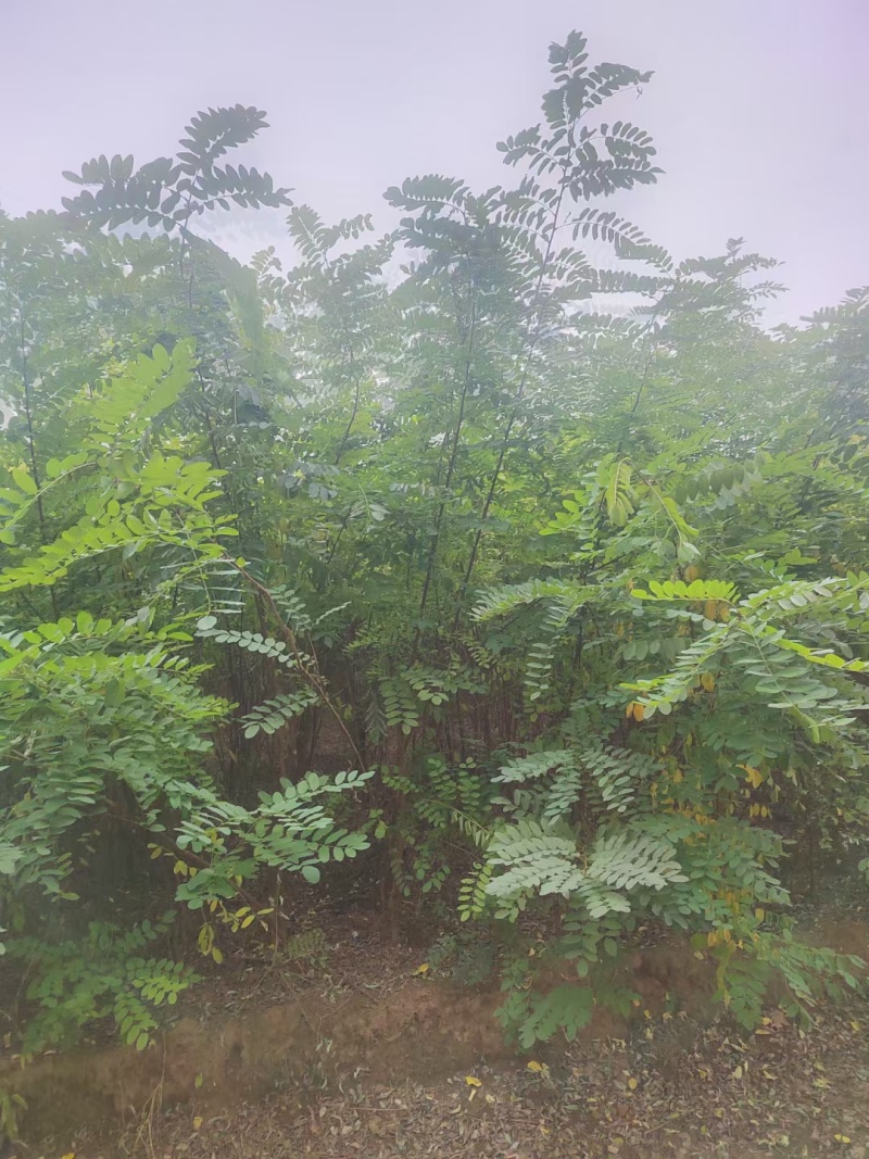 大量供应两年刺槐苗，陕西刺槐苗基地