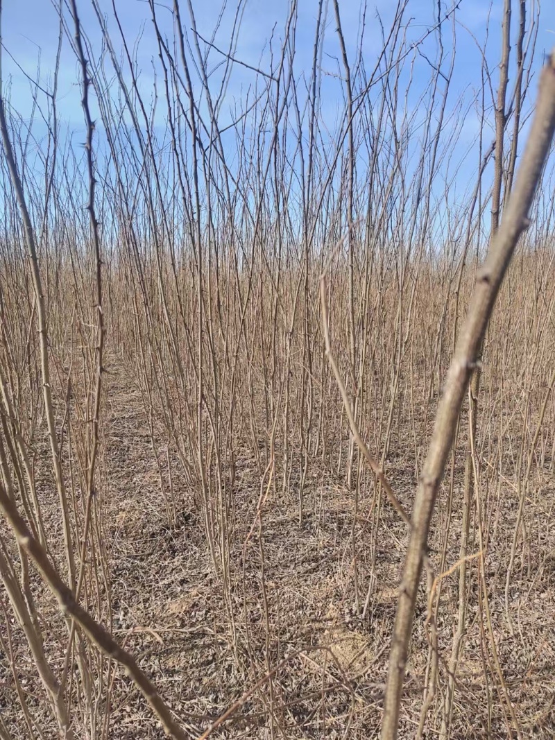 大量供应两年刺槐苗，陕西刺槐苗基地