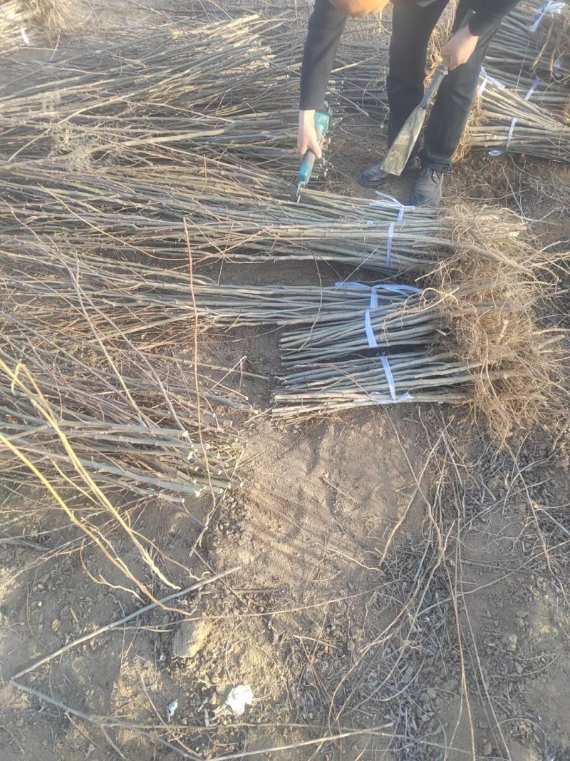 大量供应两年刺槐苗，陕西刺槐苗基地