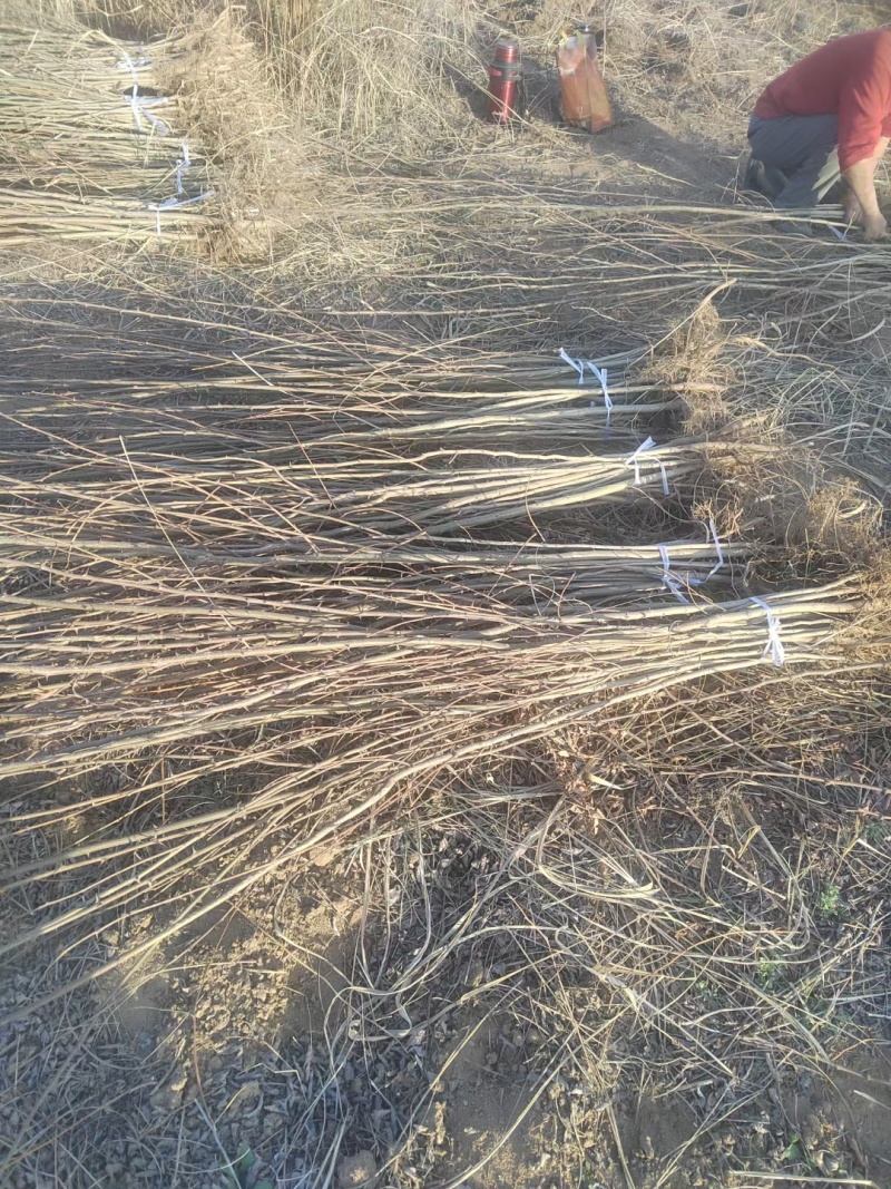 大量供应两年刺槐苗，陕西刺槐苗基地