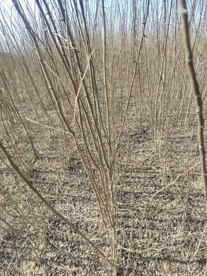 大量供应两年刺槐苗，陕西刺槐苗基地