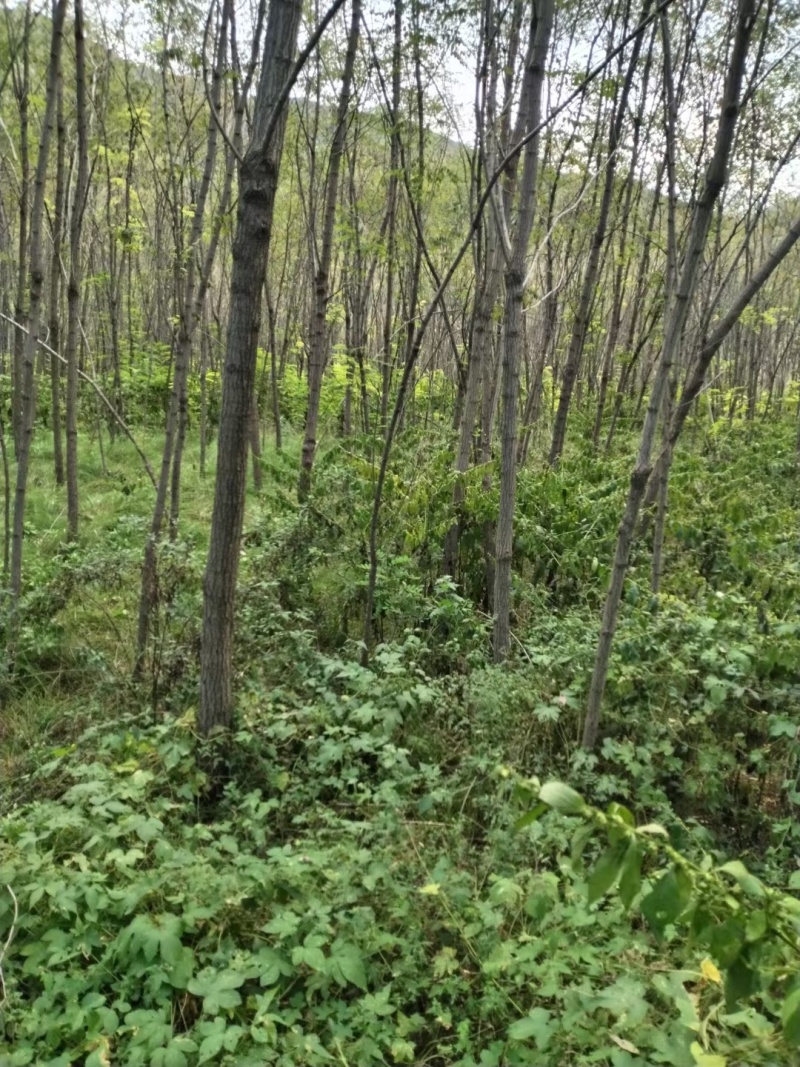 大量供应两年刺槐苗，陕西刺槐苗基地