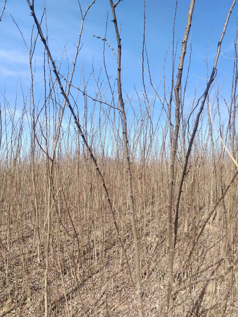 大量供应两年刺槐苗，陕西刺槐苗基地