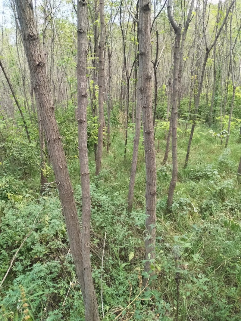 大量供应两年刺槐苗，陕西刺槐苗基地
