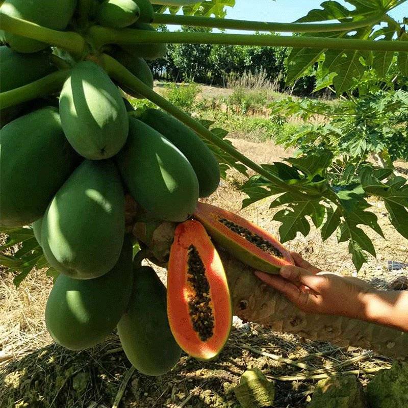 广西冰糖心木瓜苗矮化特大南方四季耐寒庭院种植当年结果树苗