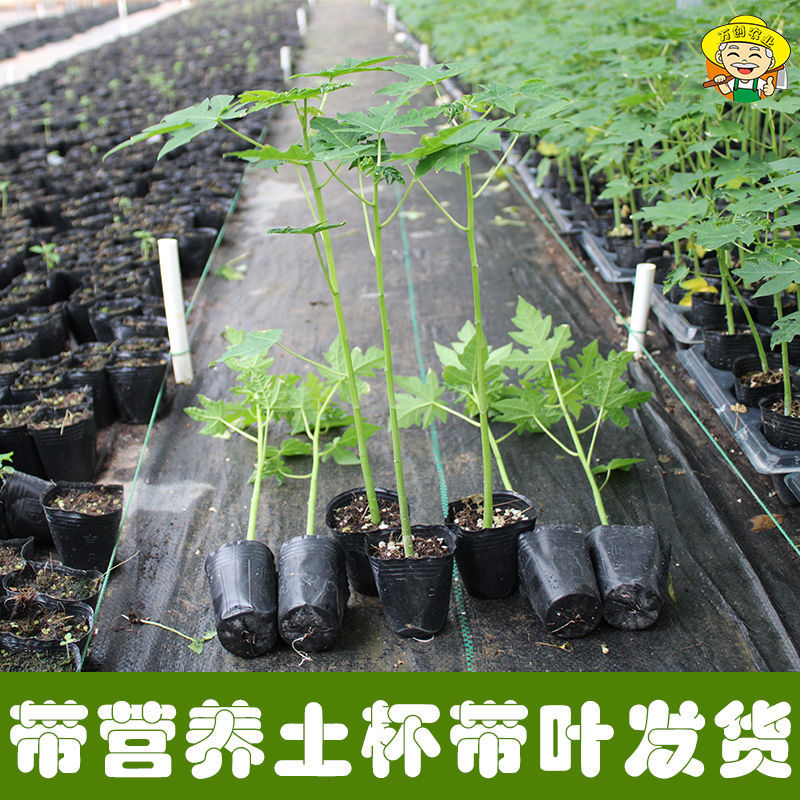广西冰糖心木瓜苗矮化特大南方四季耐寒庭院种植当年结果树苗