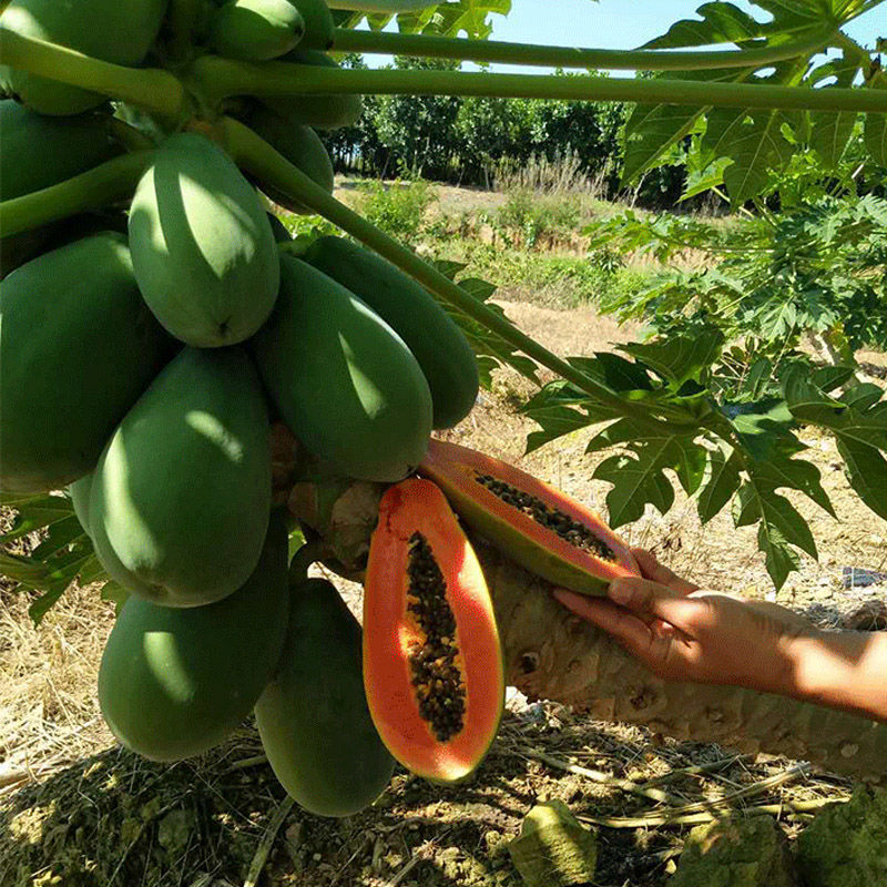 广西冰糖心木瓜苗矮化特大南方四季耐寒庭院种植当年结果树苗