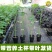 广西冰糖心木瓜苗矮化特大南方四季耐寒庭院种植当年结果树苗