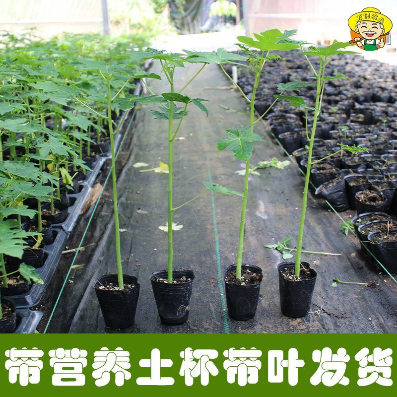 广西冰糖心木瓜苗矮化特大南方四季耐寒庭院种植当年结果树苗